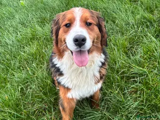 Mixed Breed dogs Saint Bernese pups - Advert 3