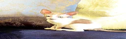 Cornish Rex cats for sale: Lovely Cornish Rex gils looking new parents  - Advert 3