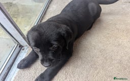 Goldador dogs for sale: 9 Week old Goldador Puppies - ready to go - Advert 8