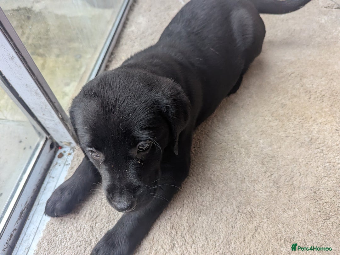Goldador dogs for sale: 9 Week old Goldador Puppies - ready to go - Advert 8