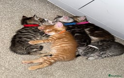 Maine Coon cats for sale: ✨2 Boys and 3 Girls Maine Coon kittens ✨🐾 - Image 2