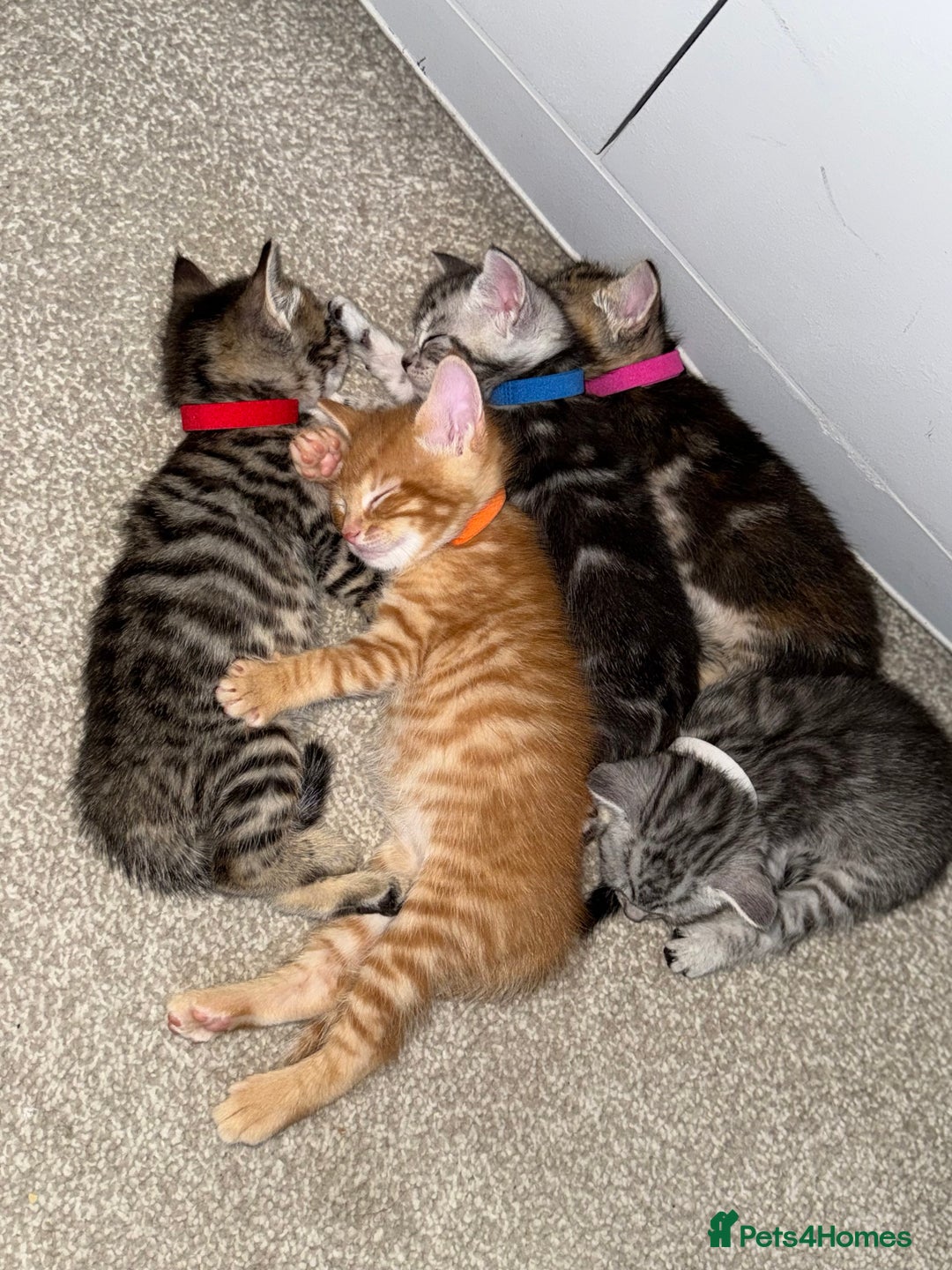 Maine Coon cats for sale: ✨2 Boys and 3 Girls Maine Coon kittens ✨🐾 - Image 2