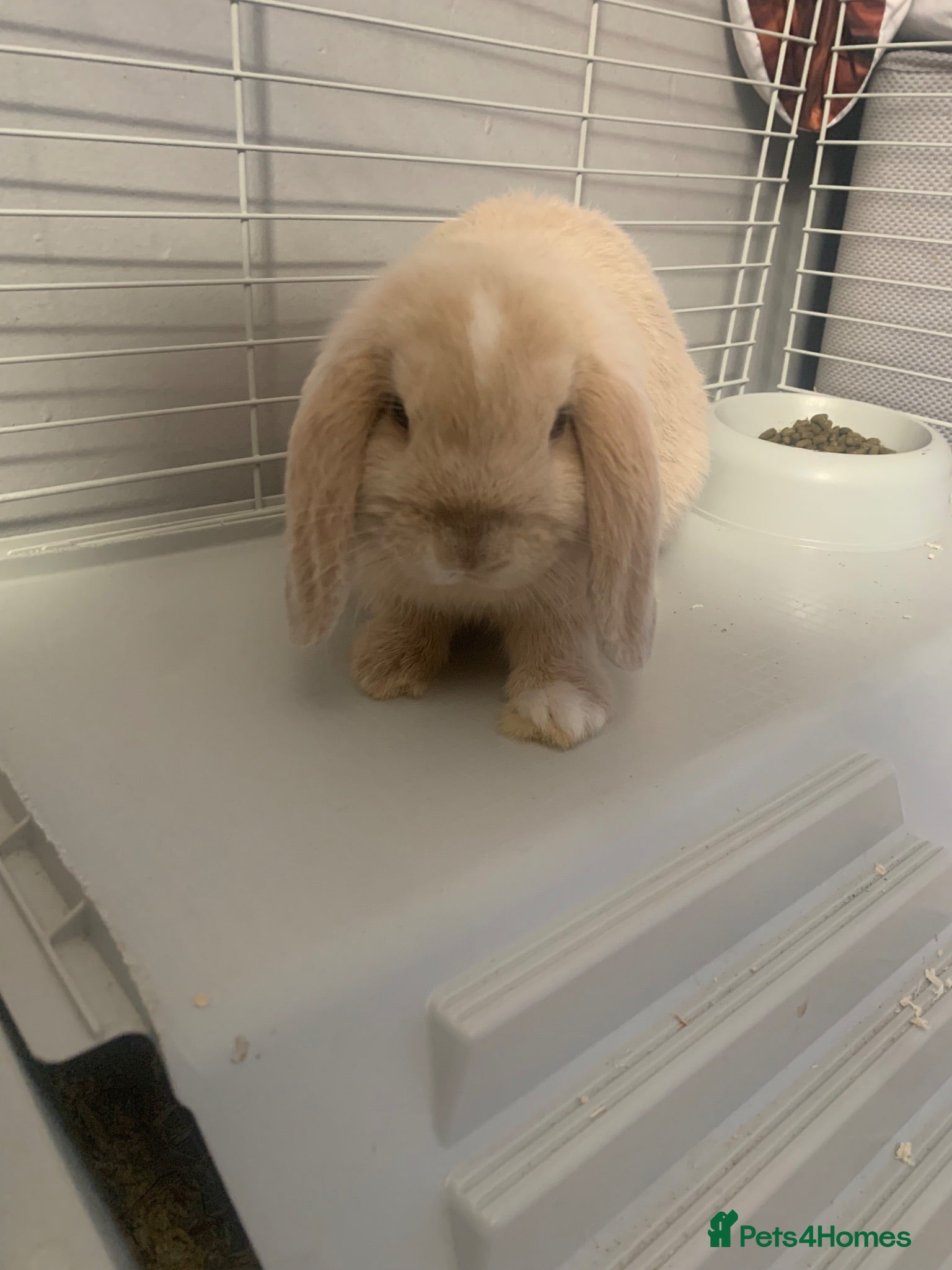 Mini Lop rabbits Beige boy and white/blue girl  - Advert 8
