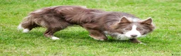 Border Collie dogs for stud: Exceptional Lilac & White DNA clear Border Collie in Saint Asaph - Advert 25