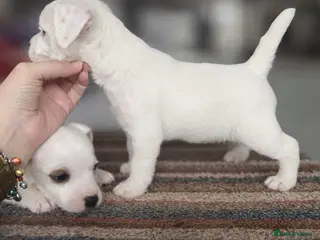 Parson Russell dogs Beautiful Parson female puppies - Advert 8