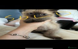 Mixed Breed cats for sale: Ready to meet the new fam! Microchipped & insured  - Image 8