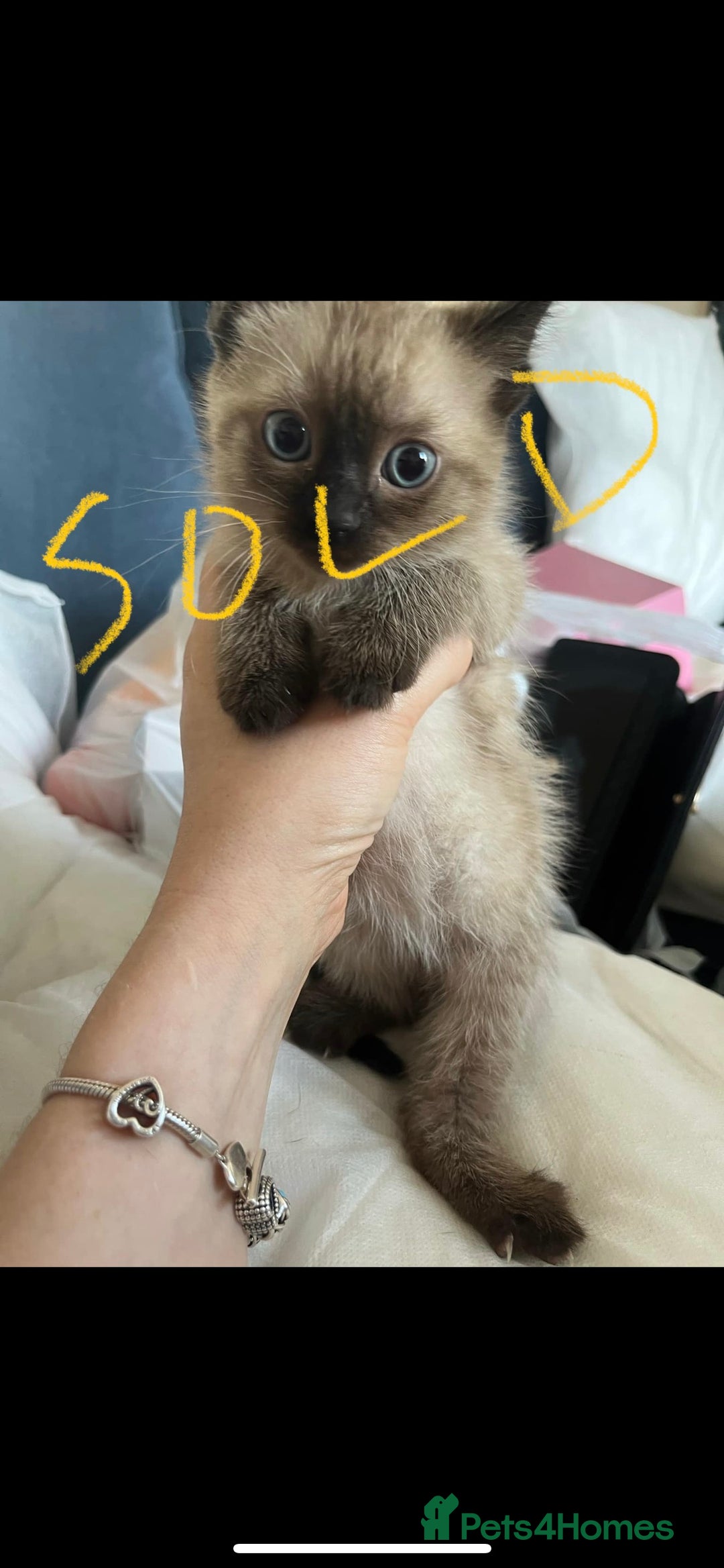 Mixed Breed cats for sale: Ready to meet the new fam! Microchipped & insured  - Image 8