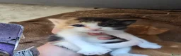 Mixed Breed cats for sale: Beautiful kittens avaliable  - Advert 4