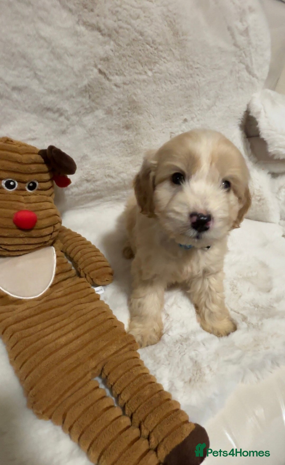 Cockapoo dogs for sale: Golden F1 cockpoo puppies  - Advert 12