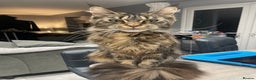 Maine Coon cats for sale: 3 year old female maine coon  - Advert 3