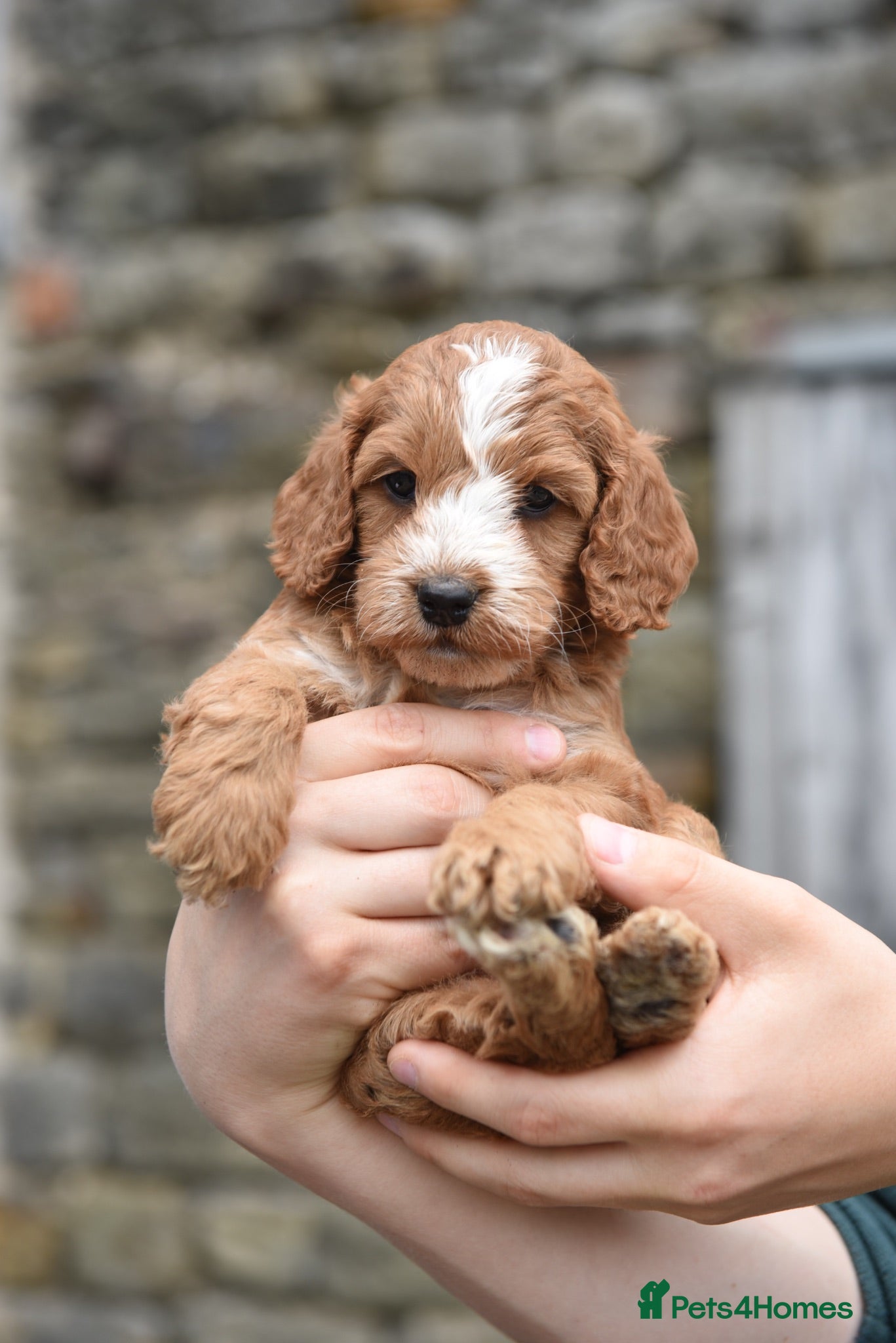 Cockapoo dogs DNA CLEAR Dark Fox red F1 toy / show cocker - Advert 2