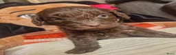Cockapoo dogs for sale: 🐾💕 BEAUTIFUL COCKAPOOIES  💕🐾 - Advert 12