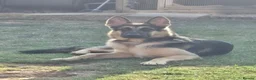 German Shepherd dogs for stud: Straight back stunning B&T Stud - Advert 17