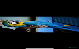 Macaws birds for sale: Very tame 7yr old female blue & gold macaw - Image 7
