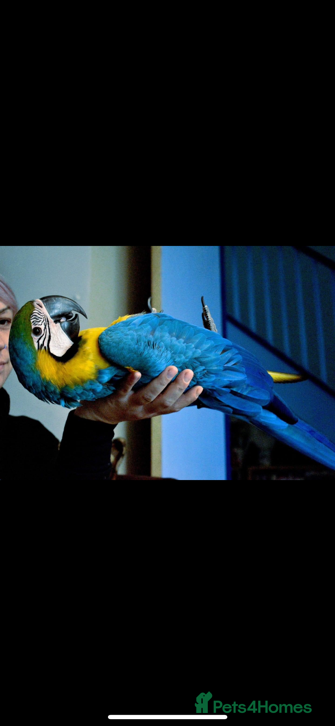Macaws birds for sale: Very tame 7yr old female blue & gold macaw - Image 7