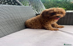 Cavapoo dogs for sale: A lovely toy cavapoo boy  - Image 6