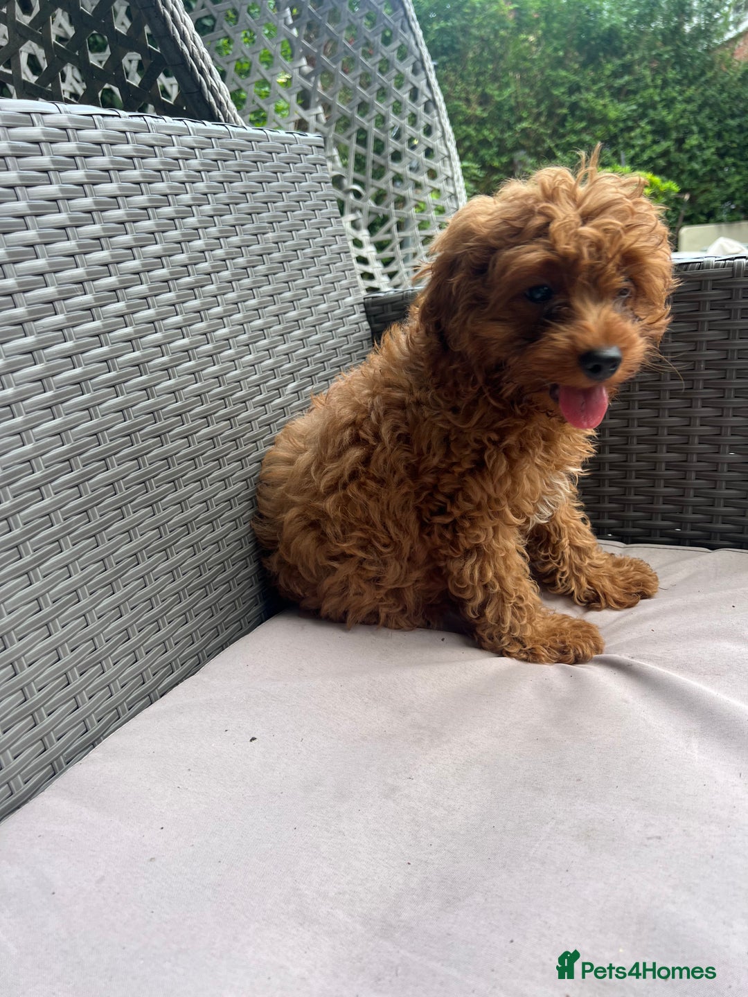 Cavapoo dogs for sale: A lovely toy cavapoo boy  - Image 6