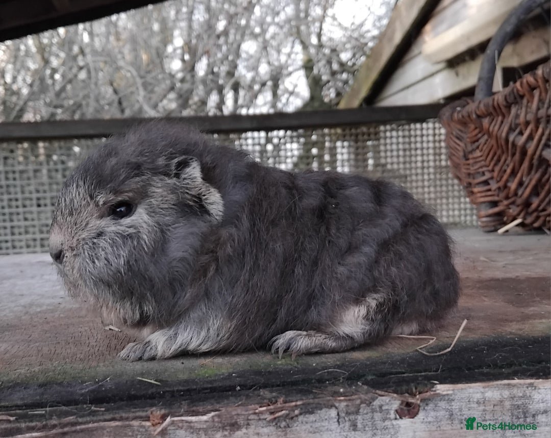 Guinea Pig rodents for sale: Swiss, Dalmation, Self Chocolate Boys and Girls - Advert 20