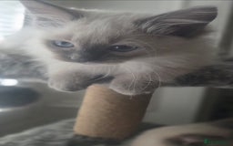 Ragdoll cats for sale: 2 beautiful litters of Ragdolls  - Image 16