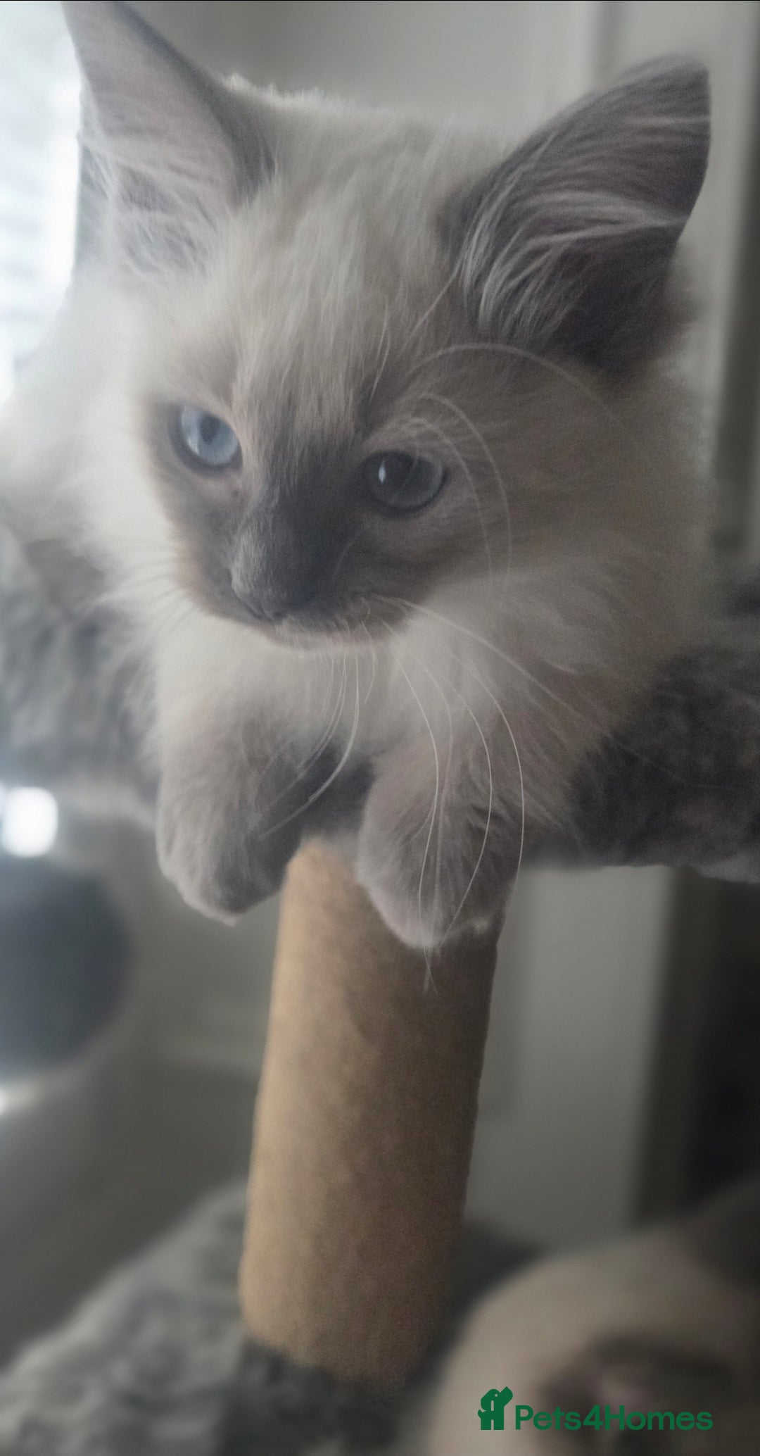 Ragdoll cats for sale: 2 beautiful litters of Ragdolls  - Image 16