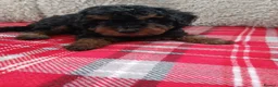 Cavapoo dogs for sale: Beautiful cavapoo puppies  in Winsford - Advert 19