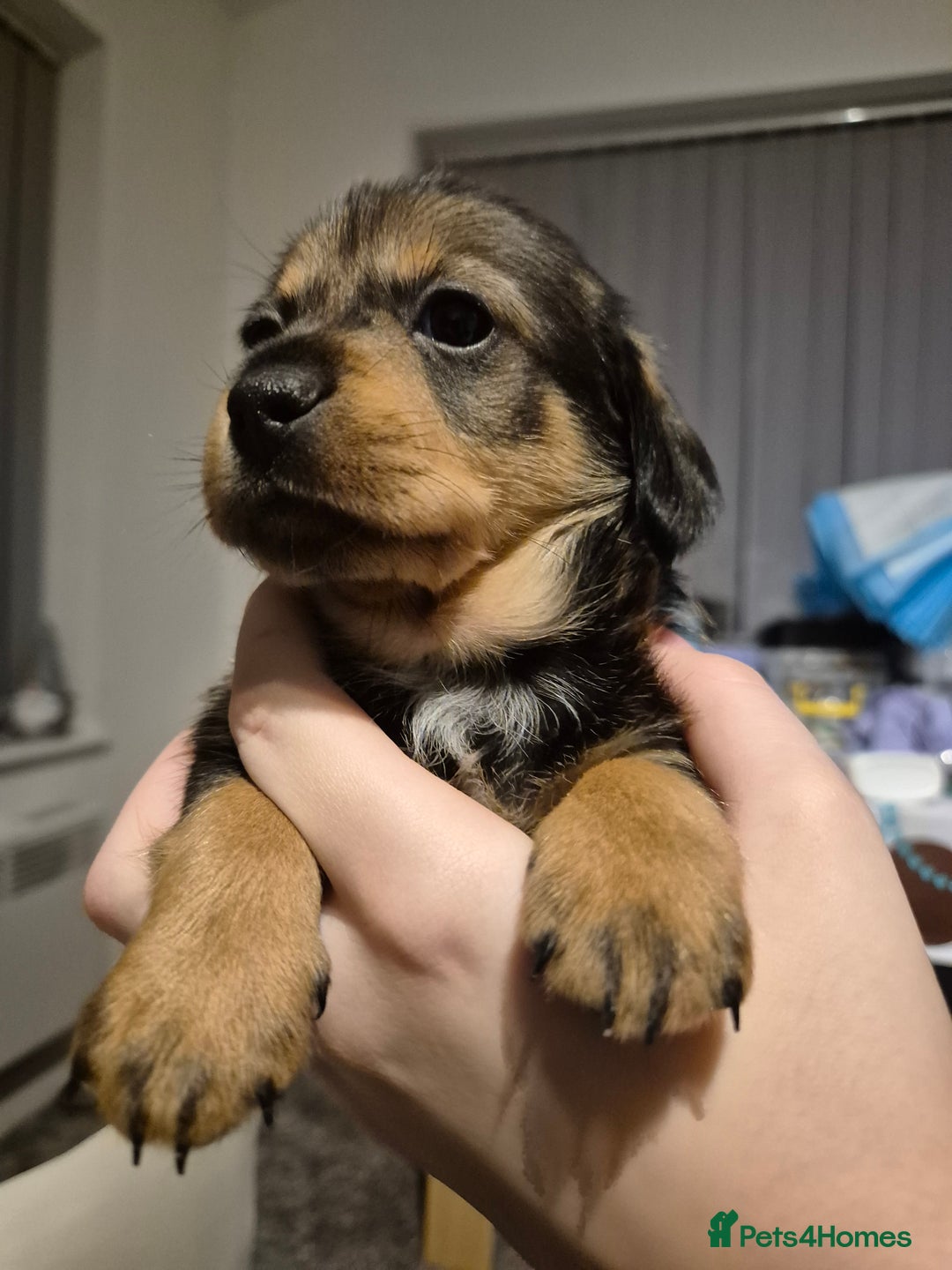 Mixed Breed dogs for sale: 1 boy available  - Advert 1