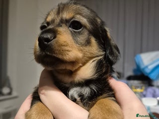 Mixed Breed dogs 1 boy available - Advert 1