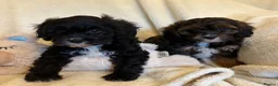Cavapoo dogs for sale: Gorgeous F1 Cavapoo Boy Available Now - Advert 15