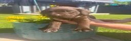 Labrador Retriever dogs for sale: Gorgeous KC Registered Chocolate Labrador Puppies  - Advert 3