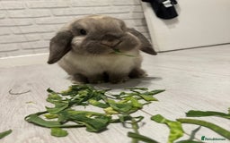 Mini Lop rabbits for sale: Need a new loving home  - Image 1