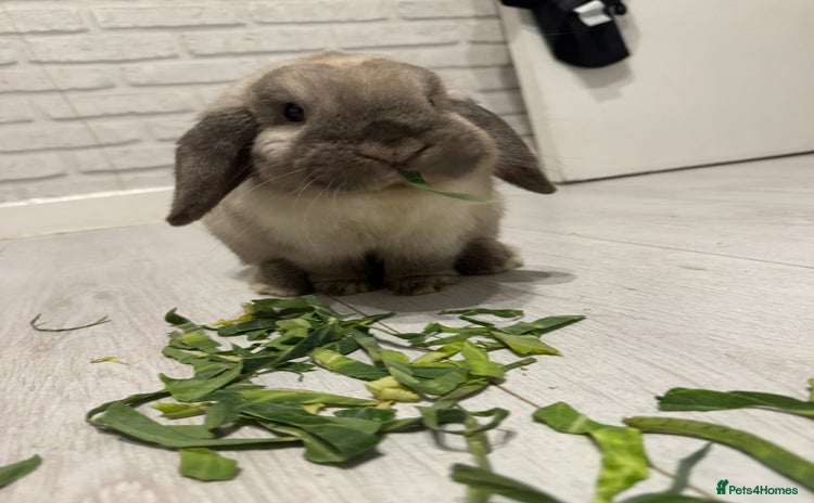 Mini Lop rabbits - Advert 2