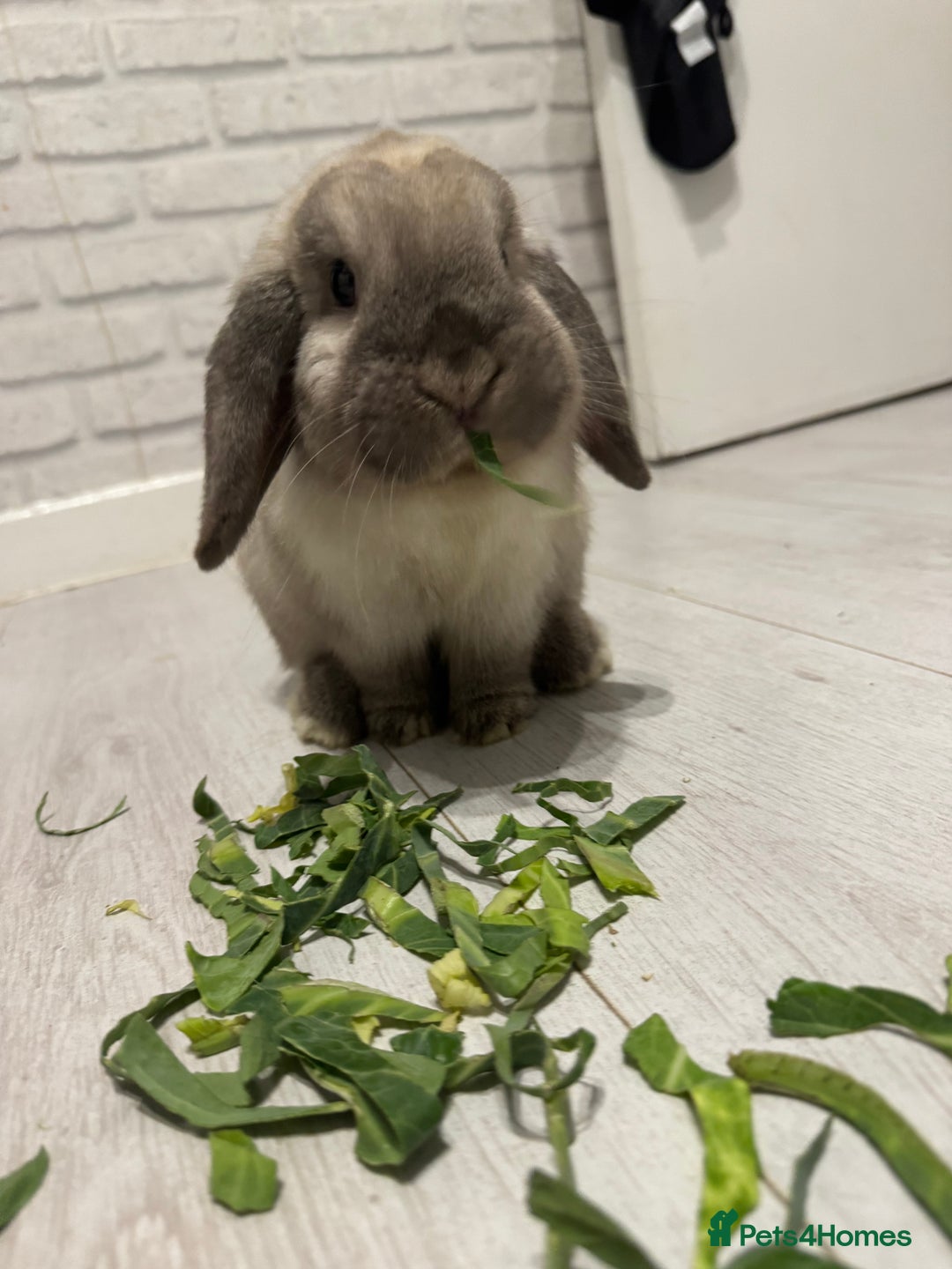 Mini Lop rabbits for sale: Need a new loving home  - Image 1