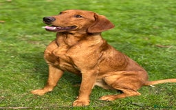 Labrador Retriever dogs for sale: Part-trained fox red Lab,FULLY HEALTH TEST PARENTS - Image 1