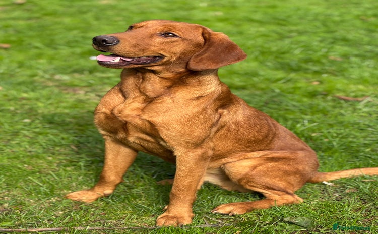 Labrador Retriever dogs - Advert 15