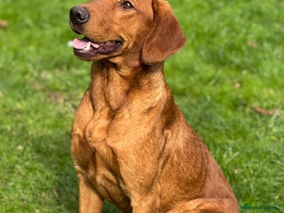 Labrador Retriever dogs - Advert 5