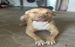 Mixed Breed dogs for sale: Prince puppy - Image 2