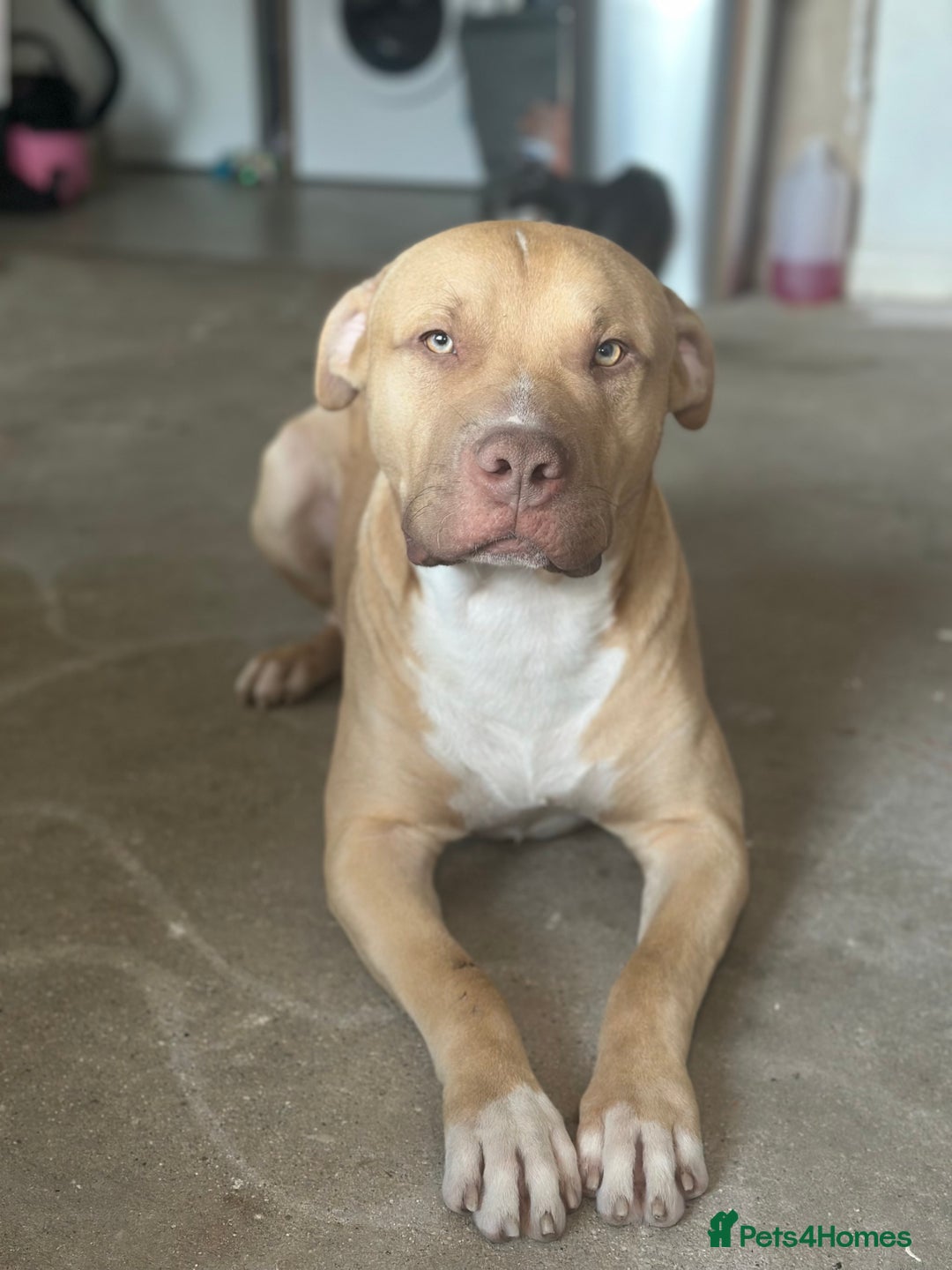 Mixed Breed dogs for sale: Prince puppy - Image 2