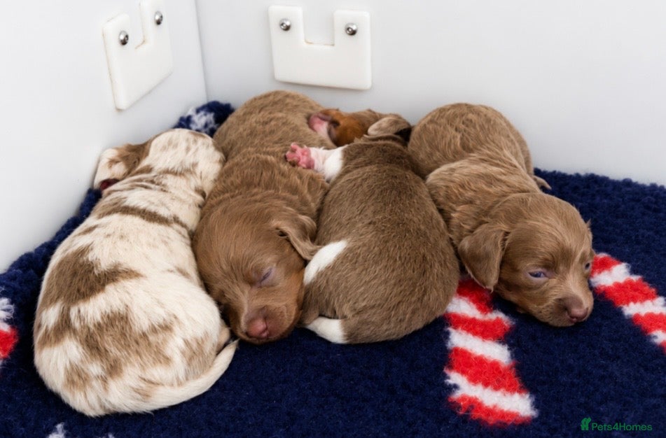 Miniature Dachshund dogs ♥️ONE LEFT  mini dachshunds❤️ - Advert 1