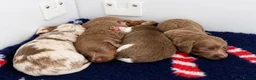 Miniature Dachshund dogs for sale: Long haired 🐶 fluffy 🐾 miniature dachshund pups in Sudbury - Advert 10