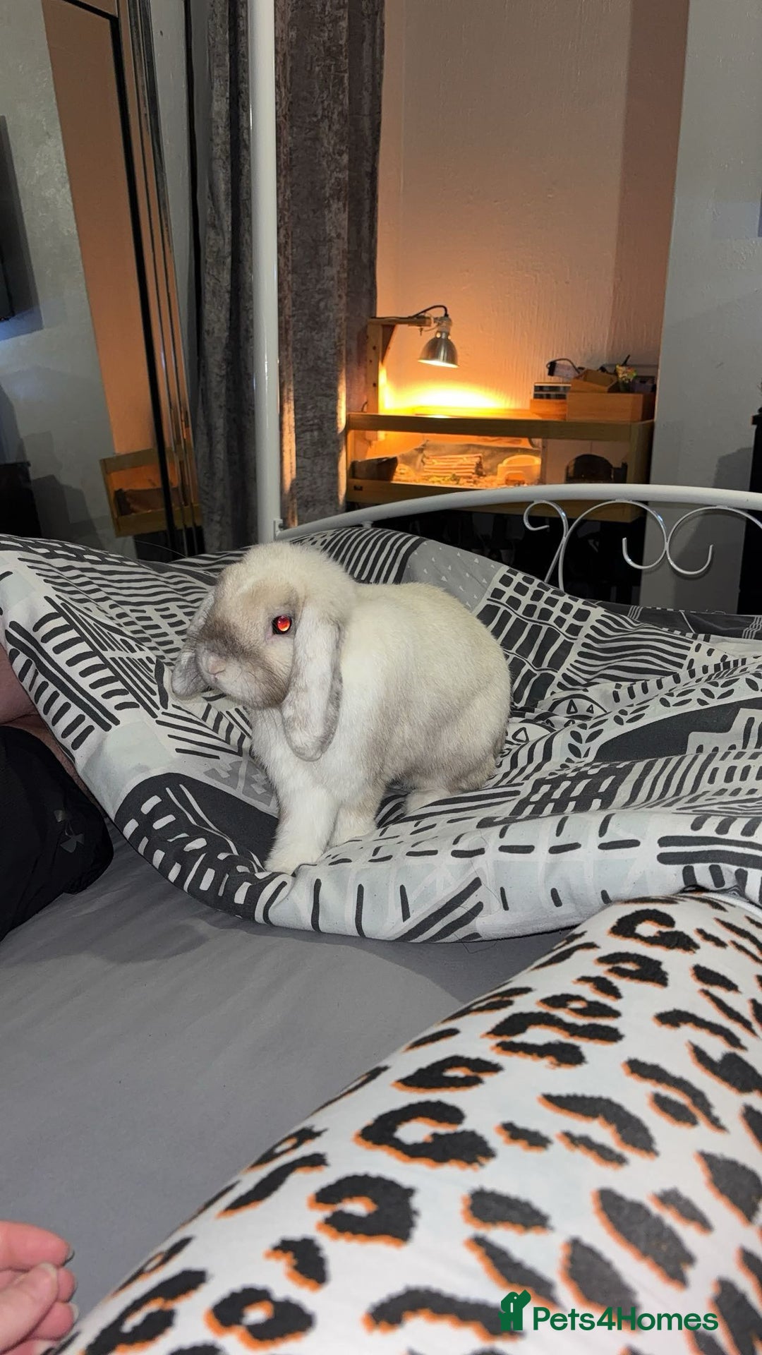 English Lop rabbits for sale: 2 year old male English lop - Image 1