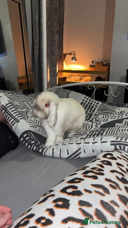 English Lop rabbits - Advert 1