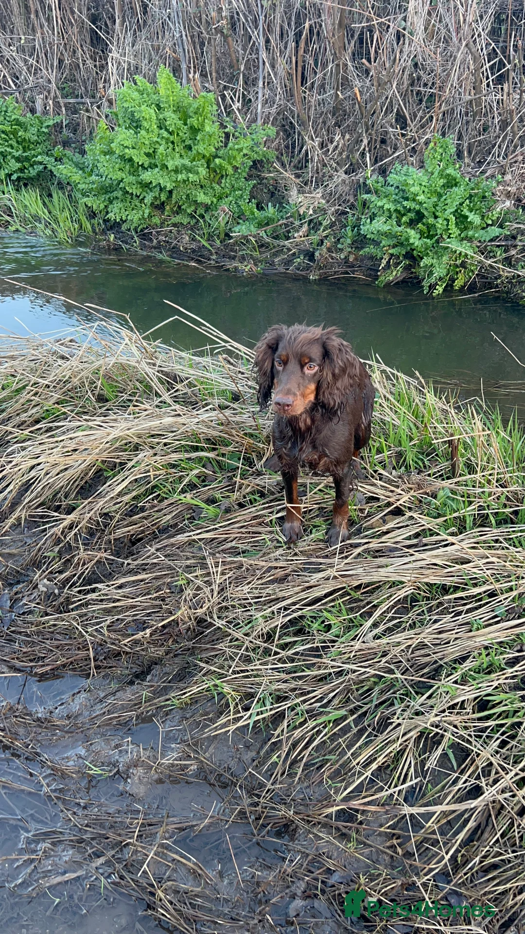 Cocker Spaniel dogs for sale: Cocker Spaniel 2 years old  - Advert 6