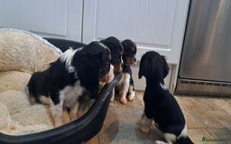 Cavalier King Charles Spaniel dogs for sale: Cavalier King Charles Puppies Available - Image 9