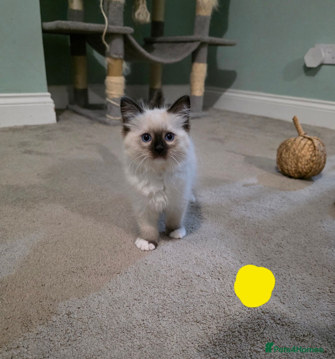 Ragdoll cats for sale: Gorgeous pure breed Ragdoll kittens  - Image 4