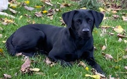Labrador Retriever dogs for stud: Perfect gentleman for stud. KC black labrador  - Image 1