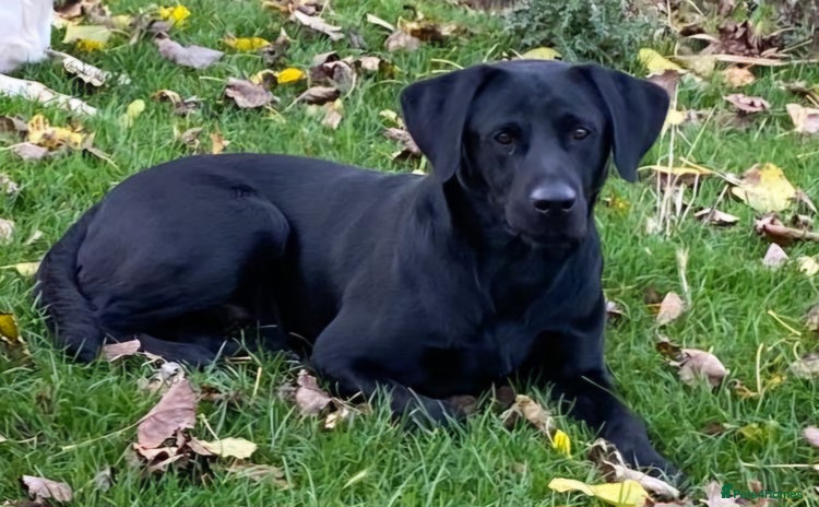 Labrador Retriever dogs - Advert 7