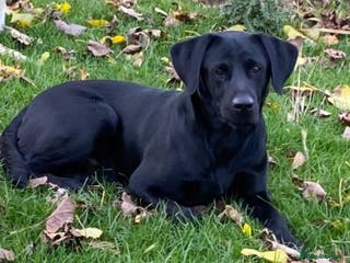 Labrador Retriever dogs Perfect gentleman for stud. KC black labrador - Advert 14