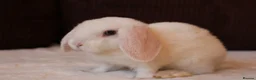 Rex rabbits for sale: Ready to leave Beautiful Mini Rex & Mini plush lop - Advert 5