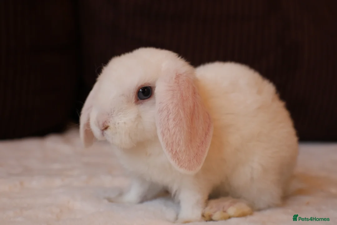 Rex rabbits for sale: Ready to leave Beautiful Mini Rex & Mini plush lop - Advert 5