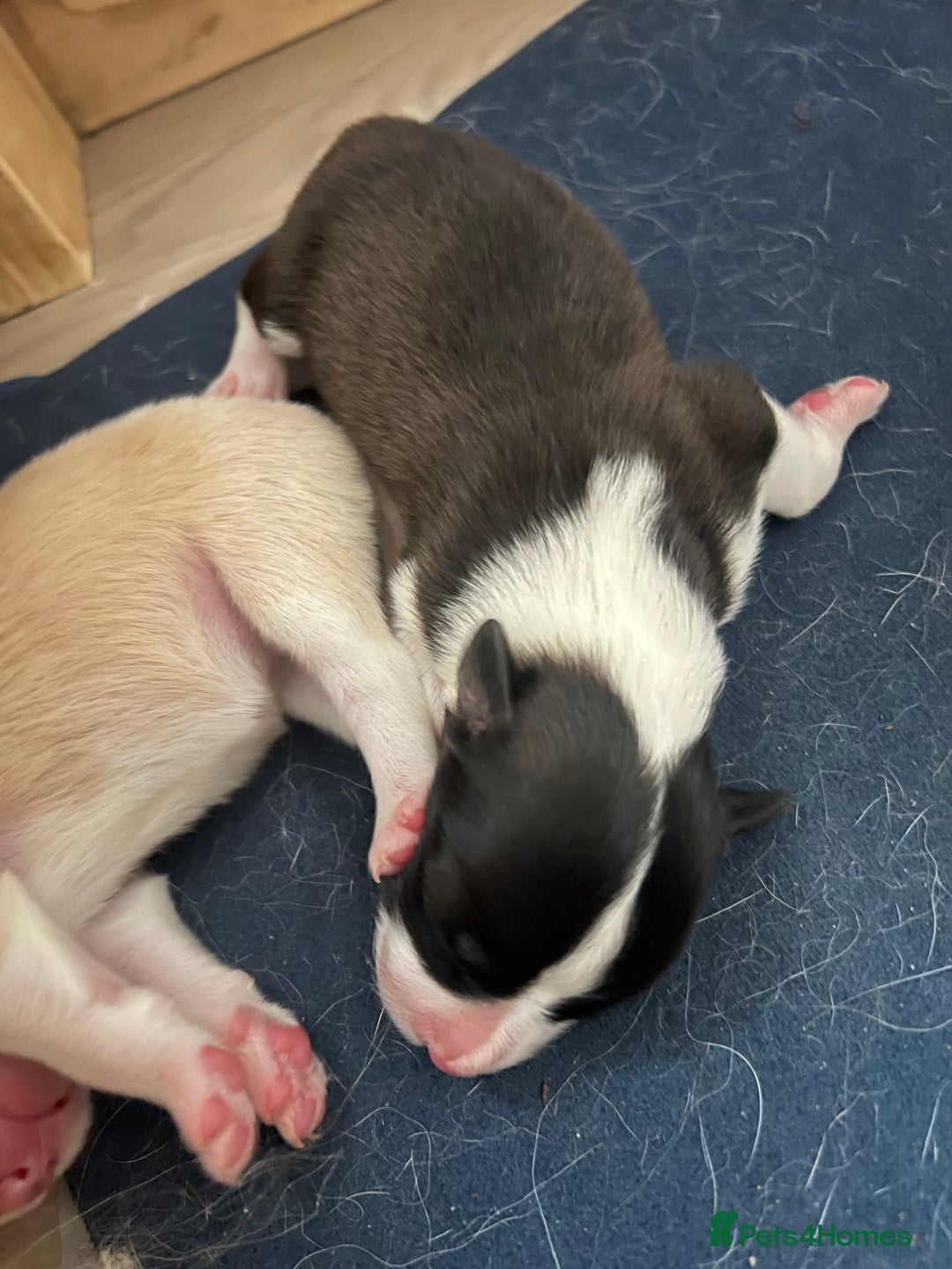 Border Collie dogs for sale: Border Collie Puppies (DNA clear tested parents) - Image 27